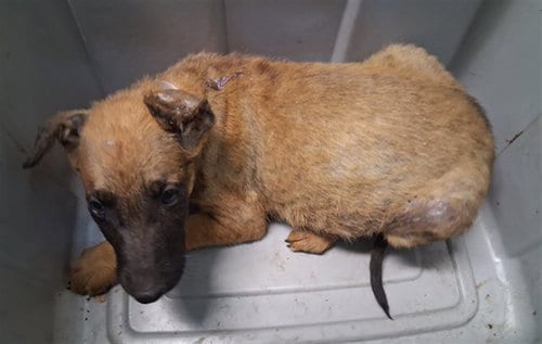 Photo of A5802093, adoptable Belgian Shepherd Malinois in Gardena, California