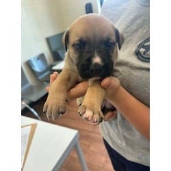 Photo of Klint, adoptable American Pit Bull Terrier in Baton Rouge, Louisiana