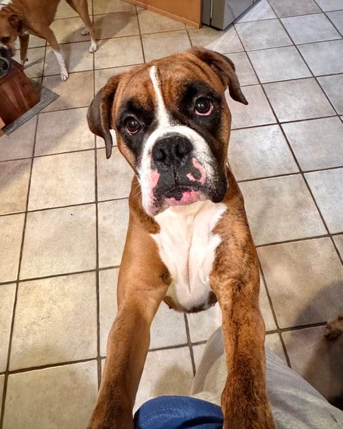Photo of Gigi, adoptable Boxer in Monticello, New Jersey