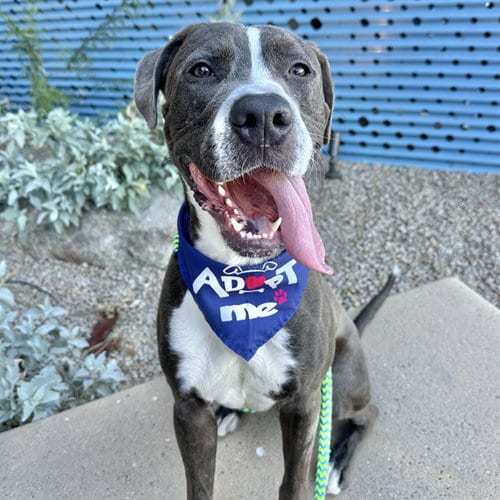 Photo of Napa, adoptable American Pit Bull Terrier in Mesa, Arizona