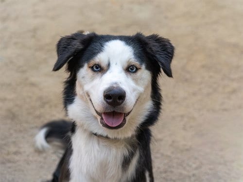 Photo of Betty, adoptable Siberian Husky in Martinez, California