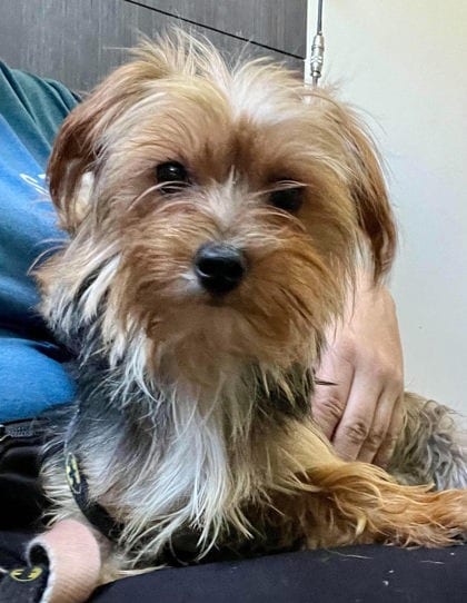 Photo of Ruth (With Hannah), adoptable Terrier, Yorkshire/Maltese in Annapolis, Maryland