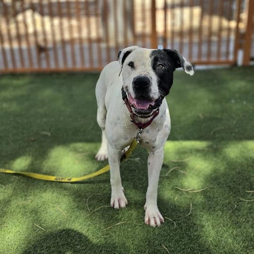 Photo of Chance, adoptable Pit Bull Terrier in Las Vegas, Nevada