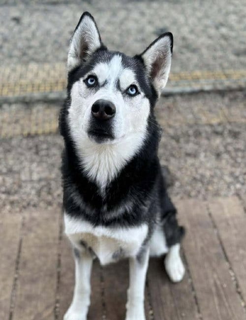 Photo of Eddie, adoptable Siberian Husky in Matawan, New Jersey