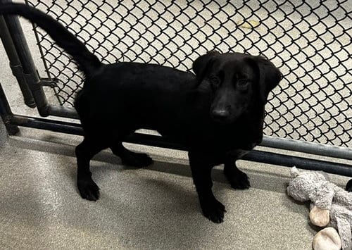 Photo of Aryna, adoptable Labrador Retriever in Sterling, Massachusetts