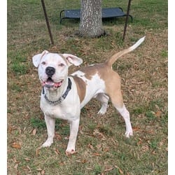 Photo of Mr Worldwide, adoptable American Pit Bull Terrier in Texas City, Texas