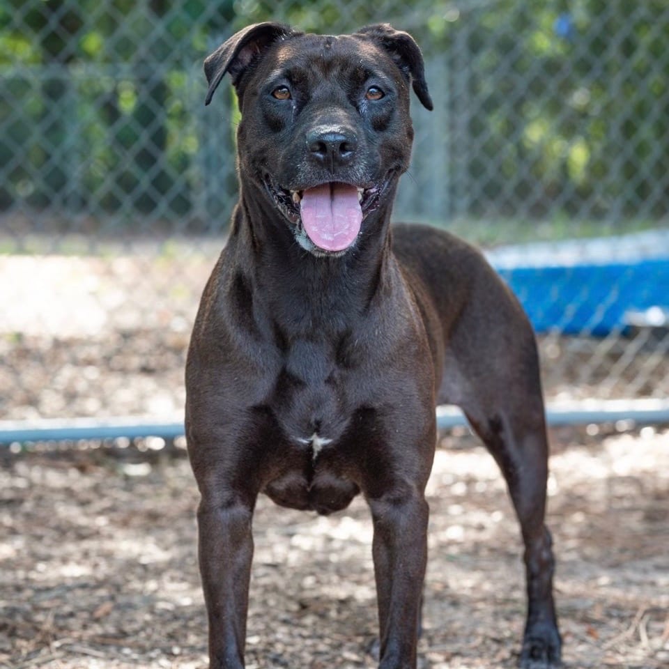 Photo of Shay, adoptable Mixed Breed (Medium) in Milton, Florida