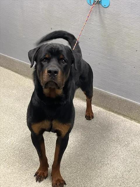 Photo of Tombstone, adoptable Rottweiler in Las Vegas, Nevada
