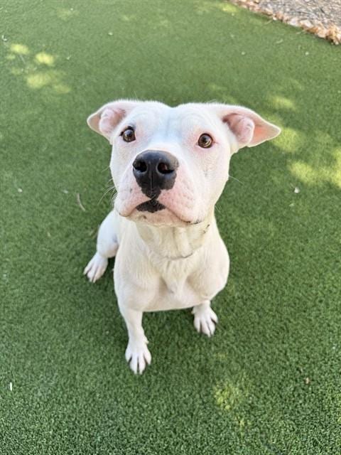 Photo of Satsuki, adoptable Pit Bull Terrier in Castaic, California