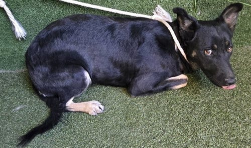 Photo of Norene, adoptable German Shepherd Dog in Lancaster, California