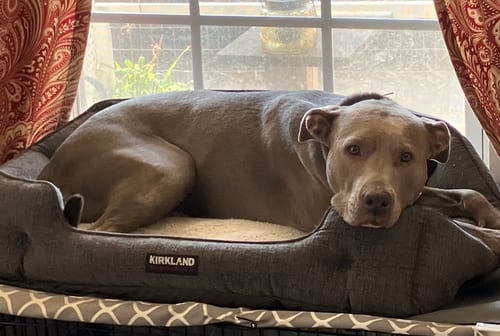 Photo of Joy, adoptable American Staffordshire Terrier in Atlanta, Georgia