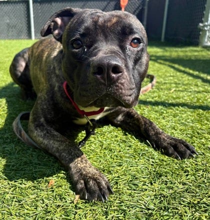Photo of Booderee 1, adoptable dog in Baltimore, Maryland