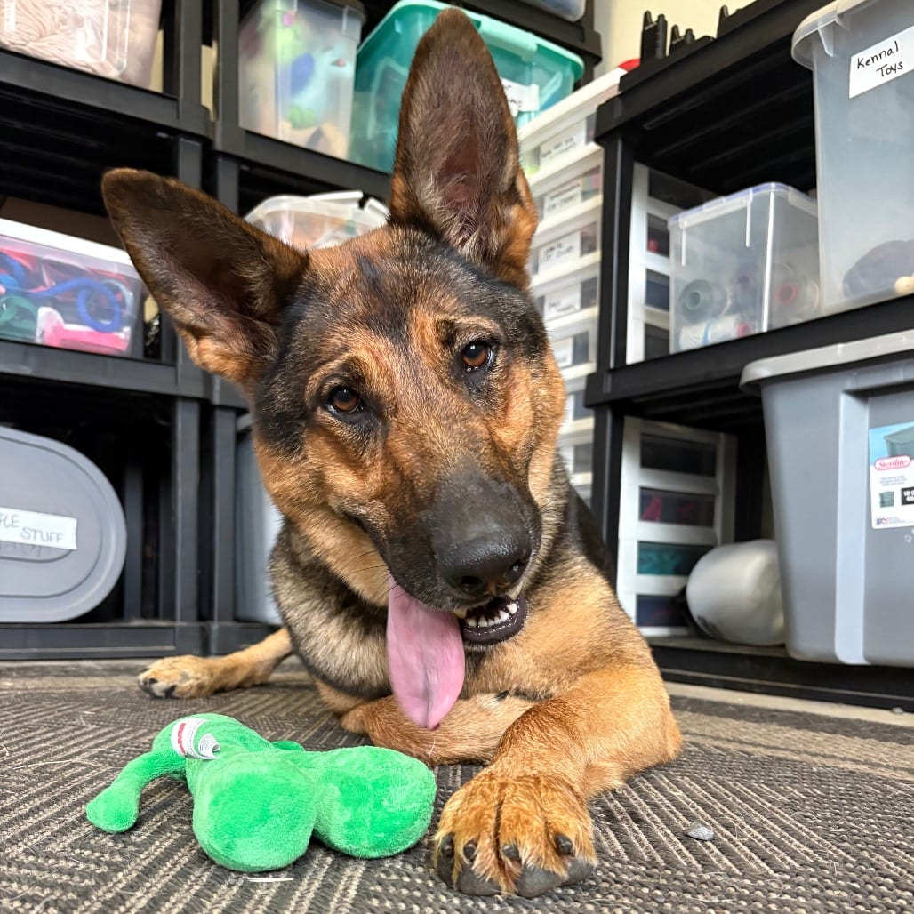 Photo of Lilly, adoptable Shepherd, German in Fairfax Station, Virginia