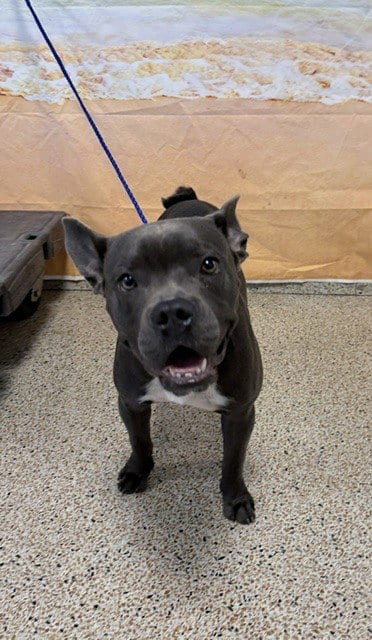 Photo of Bruce, adoptable French Bulldog in Miami, Florida