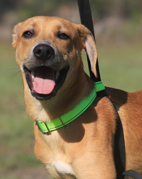 Photo of Hoggle, adoptable Labrador Retriever in North Fort Myers, Florida