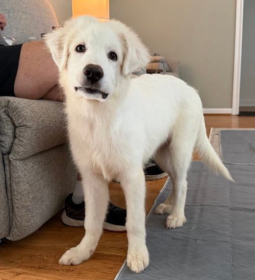 Photo of Fletcher, adoptable Great Pyrenees in Houston, Texas