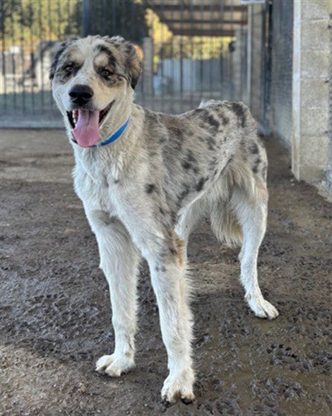 Photo of Bill, adoptable Australian Shepherd in Riverside, California
