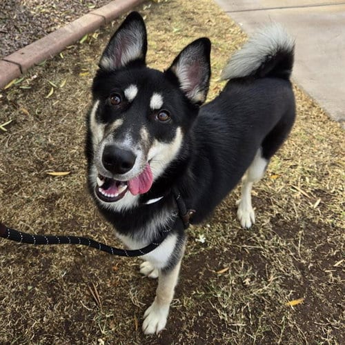 Photo of Tony Hawk, adoptable Siberian Husky in Phoenix, Arizona