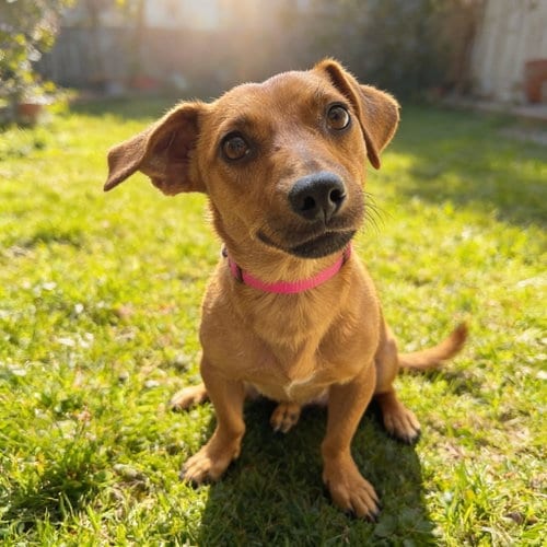 Photo of Teddy, adoptable Dachshund in Chandler, Arizona