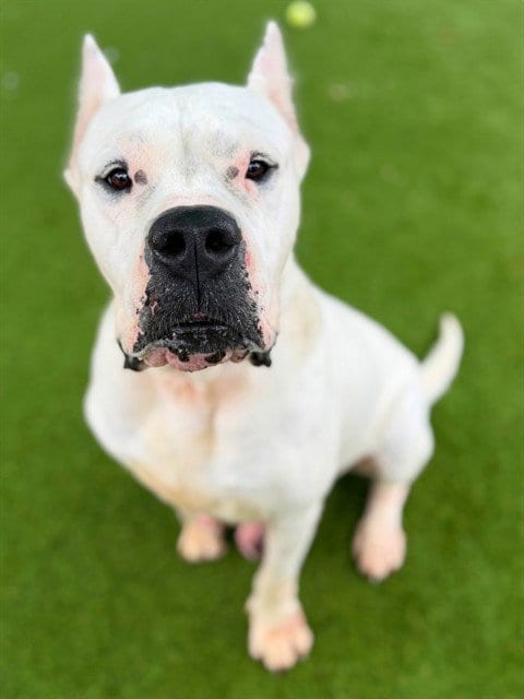 Photo of Leche, adoptable Dogo Argentino in Agoura, California