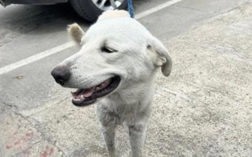 Photo of A661347, adoptable Great Pyrenees in Houston, Texas