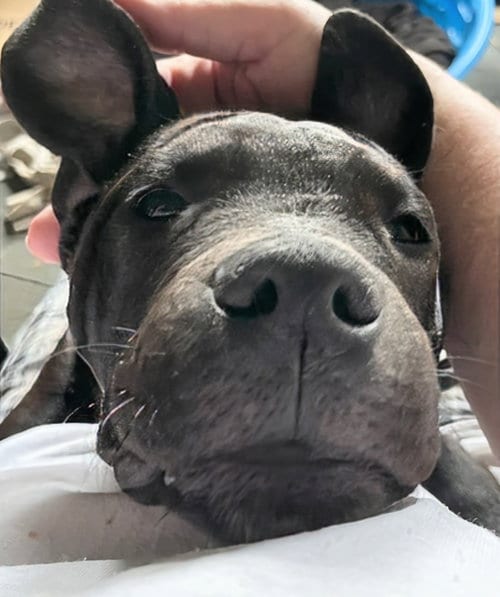 Photo of Duke, adoptable Staffordshire Bull Terrier in Maryville, Tennessee