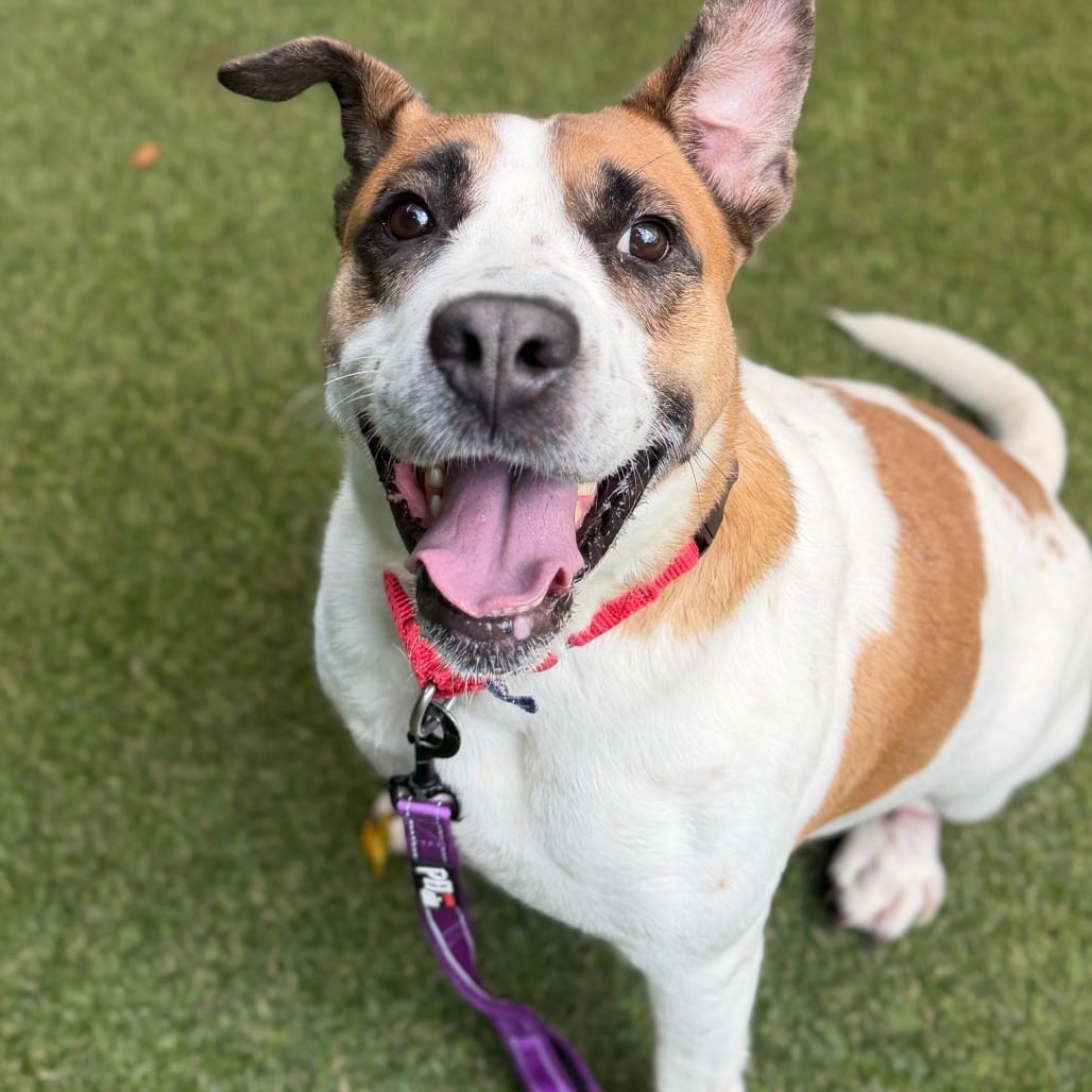 Photo of Mama, adoptable Mixed Breed (Large)