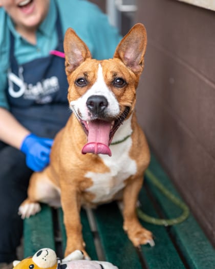 Photo of Flower Power, adoptable dog in Chamblee, Georgia