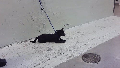 Photo of A2096552, adoptable Chihuahua in Houston, Texas