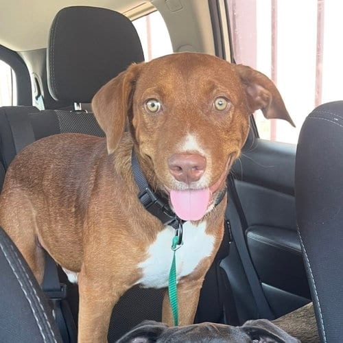 Photo of Red (New Digs), adoptable Terrier in Dallas, Texas