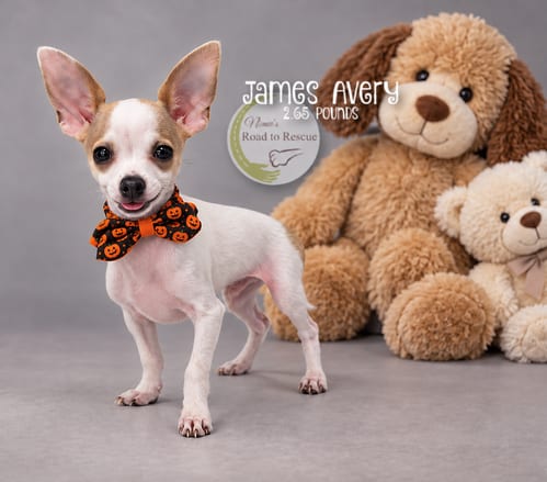 Photo of James Avery, adoptable Chihuahua in Benton, Louisiana