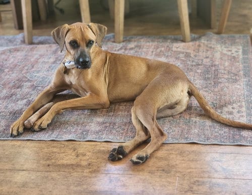 Photo of Devin, adoptable Hound in oakland, Florida