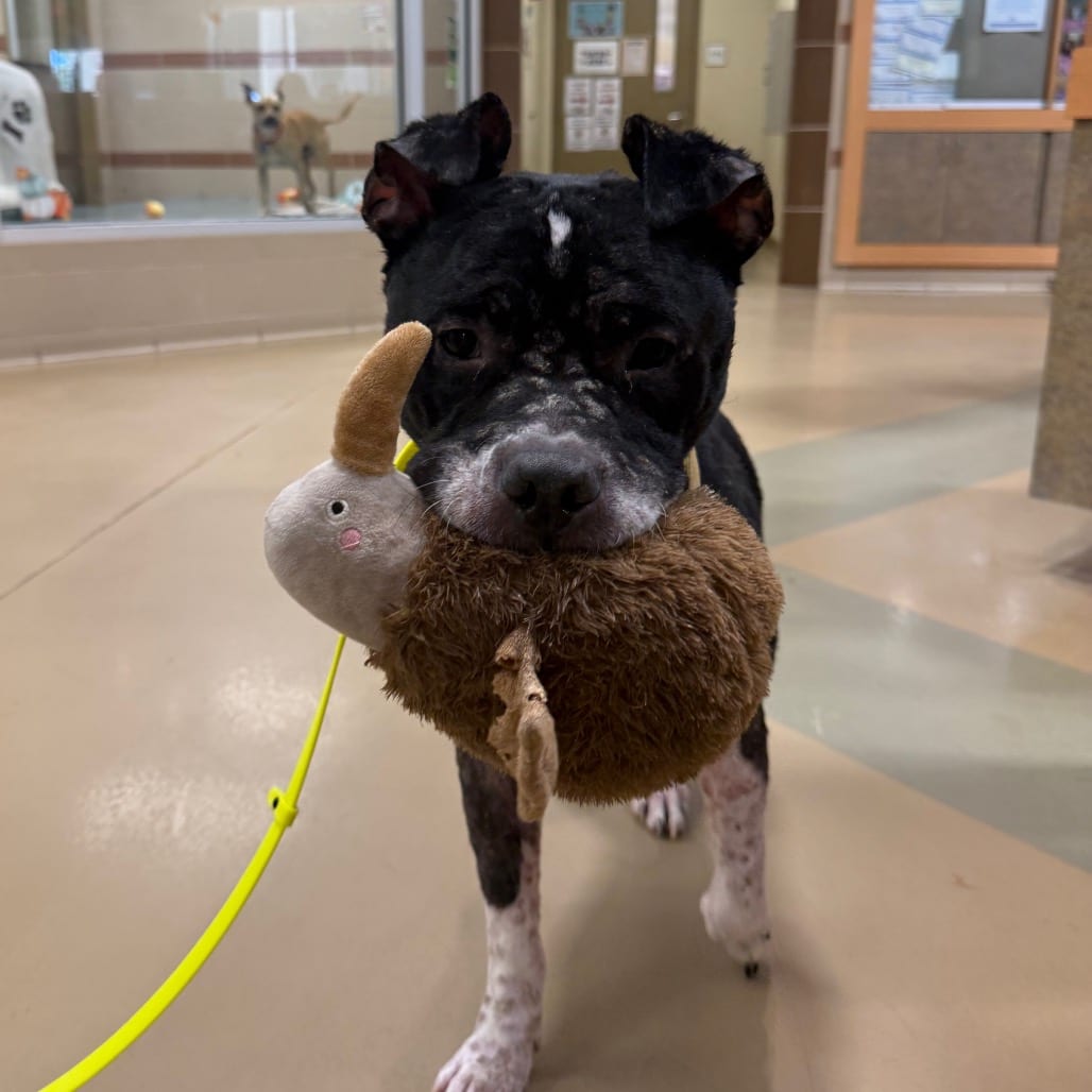 Photo of Bob, adoptable Mixed Breed (Large) in Winston-Salem, North Carolina