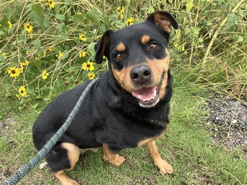 Photo of Bubba, adoptable Rottweiler in Albuquerque, New Mexico