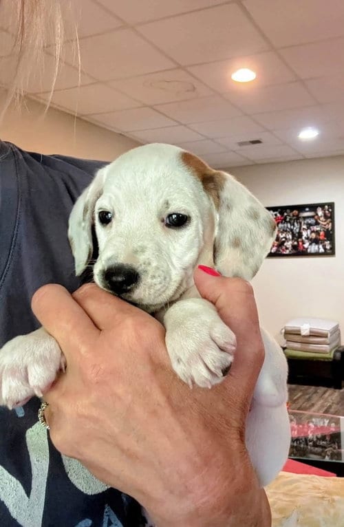 Photo of Lil Willie, adoptable Pointer in Aurora, Indiana