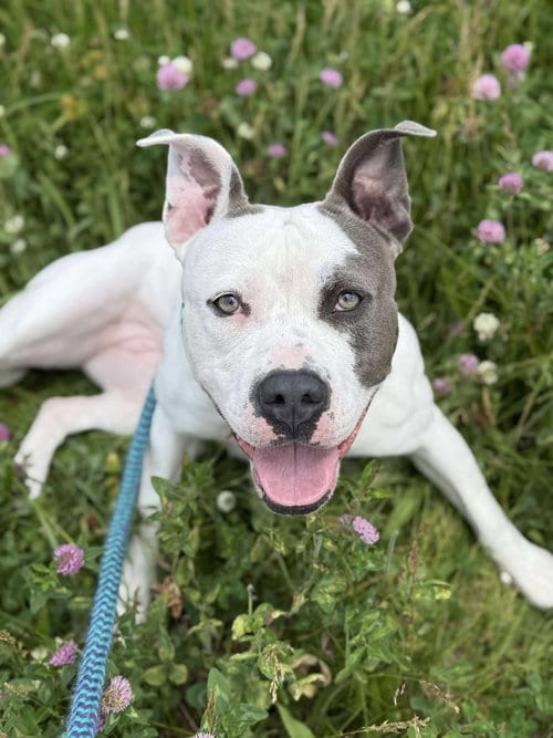 Photo of Lilac, adoptable Pit Bull Terrier in Cedar Rapids, Iowa