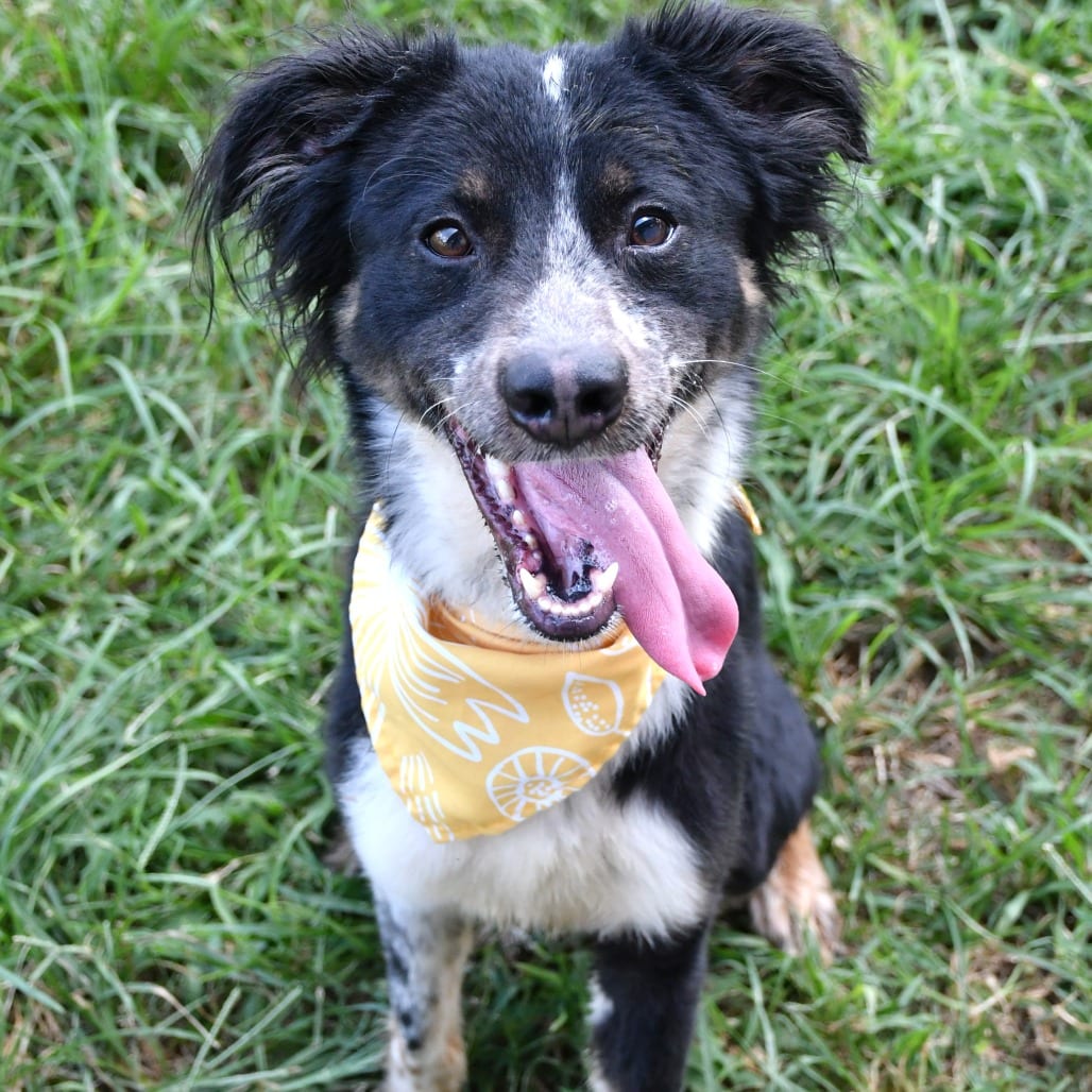 Photo of Pluto, adoptable Collie in Beaumont, Texas