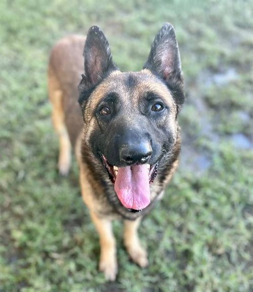 Photo of Tonka, adoptable German Shepherd Dog in Riverside, California