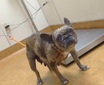Photo of Lois, adoptable French Bulldog in Sacramento, California