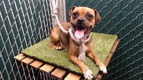 Photo of A5804585, adoptable Pug in Downey, California