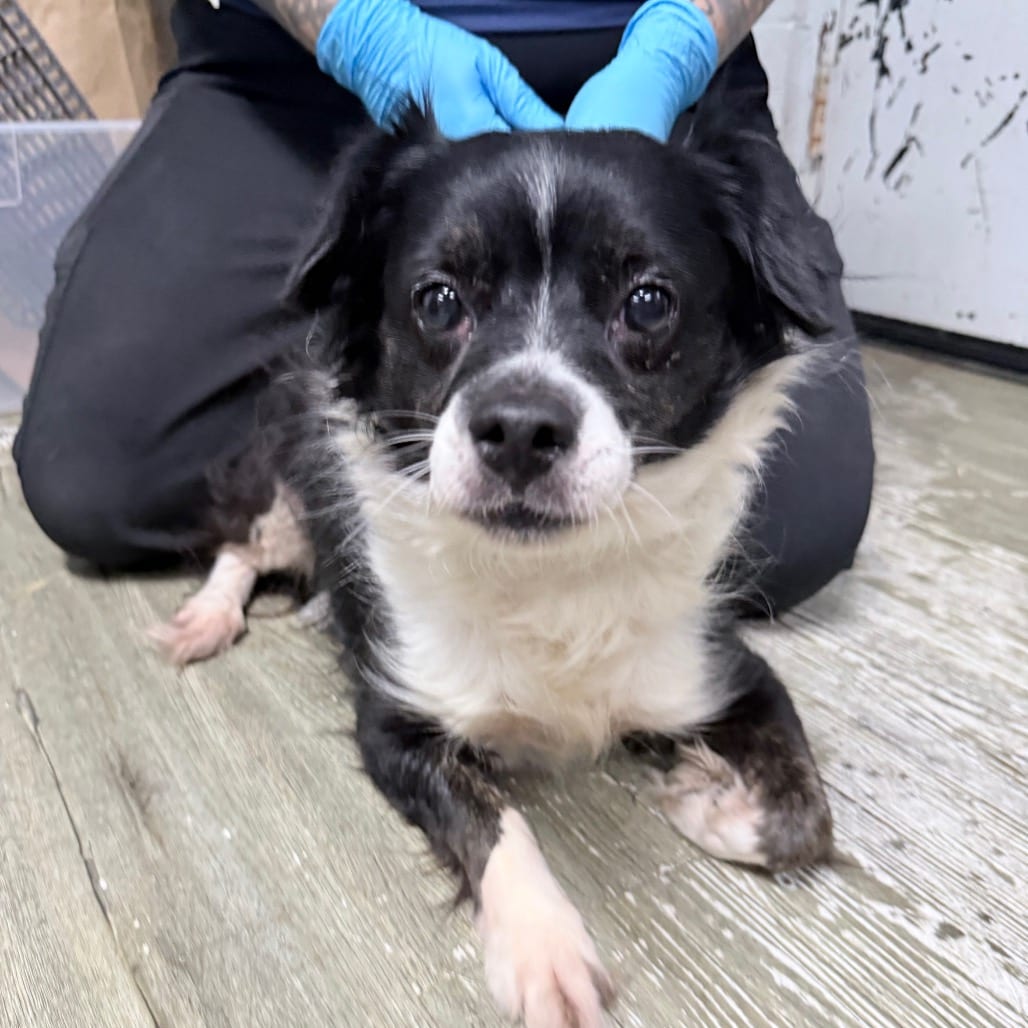 Photo of Daisy, adoptable Mixed Breed (Small) in Summerville, South Carolina