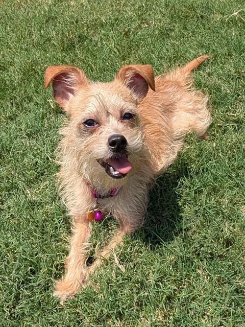 Photo of Gigi, adoptable Yorkshire Terrier Yorkie in Plano, Texas