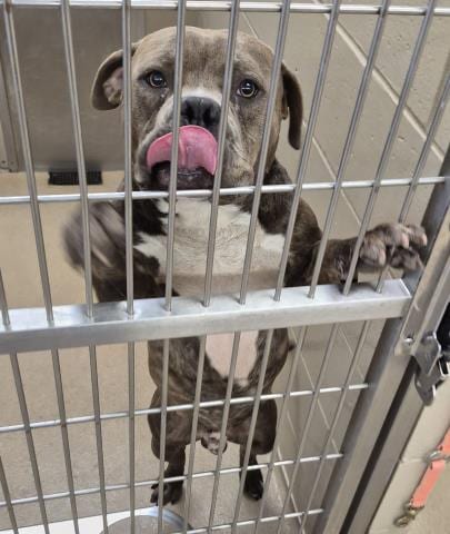 Photo of Titan, adoptable Pit Bull Terrier in Decatur, Illinois