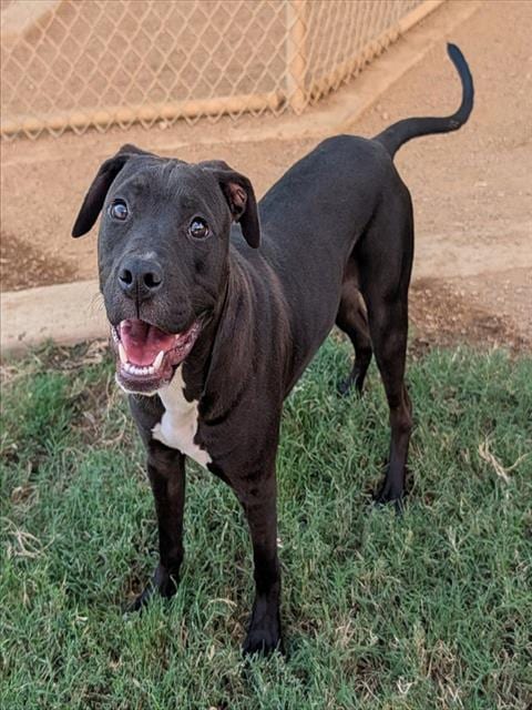 Photo of Ranger, adoptable Labrador Retriever in Plano, Texas