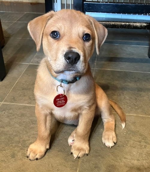 Photo of Iron Man, adoptable Golden Retriever in Nashville, Tennessee