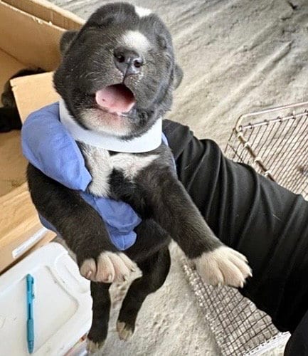 Photo of A660813, adoptable Labrador Retriever in Houston, Texas