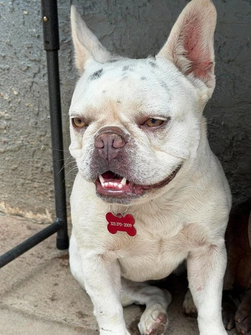 Photo of Diamond, adoptable French Bulldog in Inglewood, California