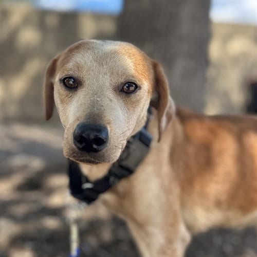 Photo of Juniper, adoptable Terrier in San Antonio, Texas