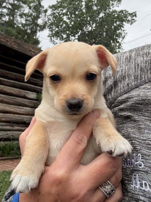 Photo of Candy (AL), adoptable Chihuahua in New York, New York