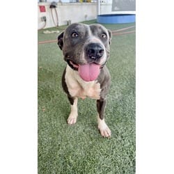 Photo of Jackie, adoptable American Bulldog in Doral, Florida